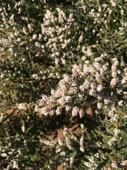 Thryptomene saxicola