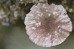 Pluteus seticeps
