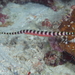 Ringed Pipefish - Photo (c) Klaus Stiefel, some rights reserved (CC BY-NC)