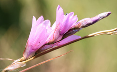 Dierama igneum