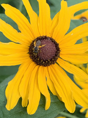 Halictus