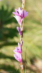 Dierama igneum