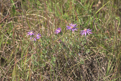 Symphyotrichum sericeum