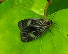 Dioptinae