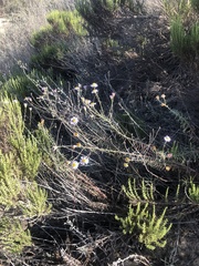 Erigeron blochmaniae
