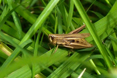 Amblytropidia australis