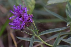 Vernonia marginata