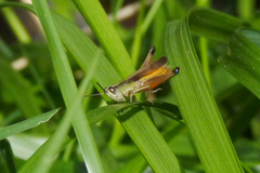 Amblytropidia australis