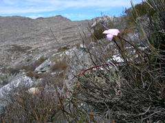 Romulea atrandra esterhuyseniae