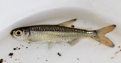 Micralestes acutidens