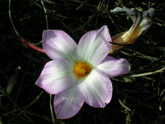 Romulea atrandra esterhuyseniae