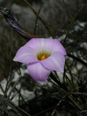 Romulea atrandra esterhuyseniae