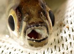 Micralestes acutidens