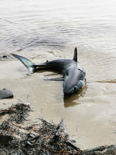 Porbeagle (Lamna nasus) — Lamnidae — 4