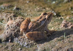 Lithobates blairi