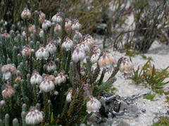 Erica tegetiformis
