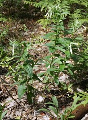 Lithospermum macromeria