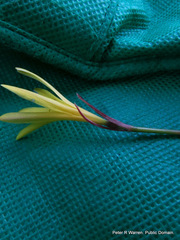 Cyrtanthus breviflorus