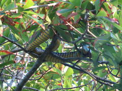 Dispholidus typus typus