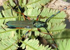 Litopus latipes dispar