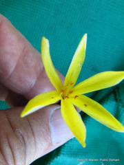 Cyrtanthus breviflorus