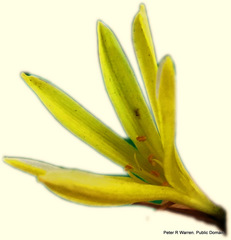 Cyrtanthus breviflorus