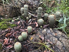 Mammillaria columbiana yucatanensis