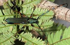 Litopus latipes dispar