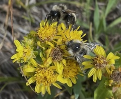 Bombus bifarius