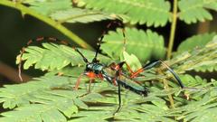 Litopus latipes dispar