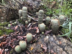 Mammillaria columbiana yucatanensis