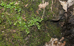 Galium labradoricum