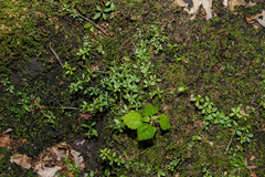 Galium labradoricum