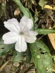 Ruellia solitaria