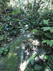 Ruellia solitaria