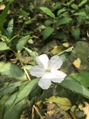 Ruellia solitaria
