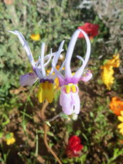 Nemesia cheiranthus