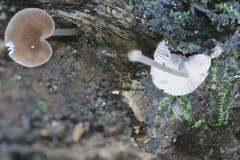 Pluteus seticeps
