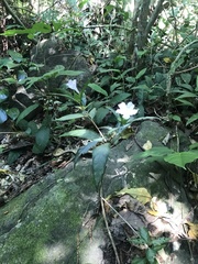 Ruellia solitaria