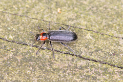 Placopterus thoracicus