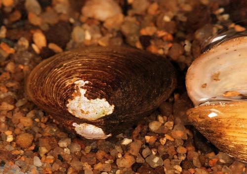 Corbicula africana