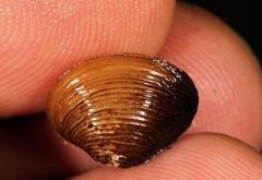 Corbicula fluminalis