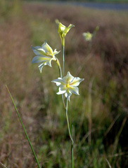 Gladiolus tristis