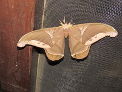 Arsenurinae