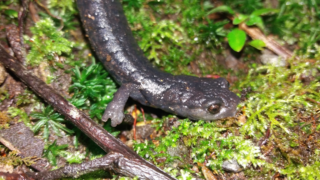 Magnificent Web-Footed Salamander