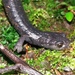 Magnificent Web-Footed Salamander - Photo (c) Fundacion_Los_Naturalistas, some rights reserved (CC BY-NC), uploaded by Fundacion_Los_Naturalistas
