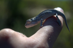 Bradypodion gutturale