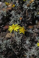Oedera humilis