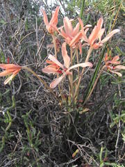 Babiana brachystachys