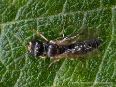 Passaloecus